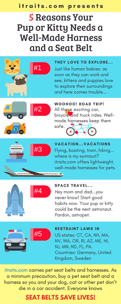 5 reasons you pup or kitty needs a well-made harness and a seat belt