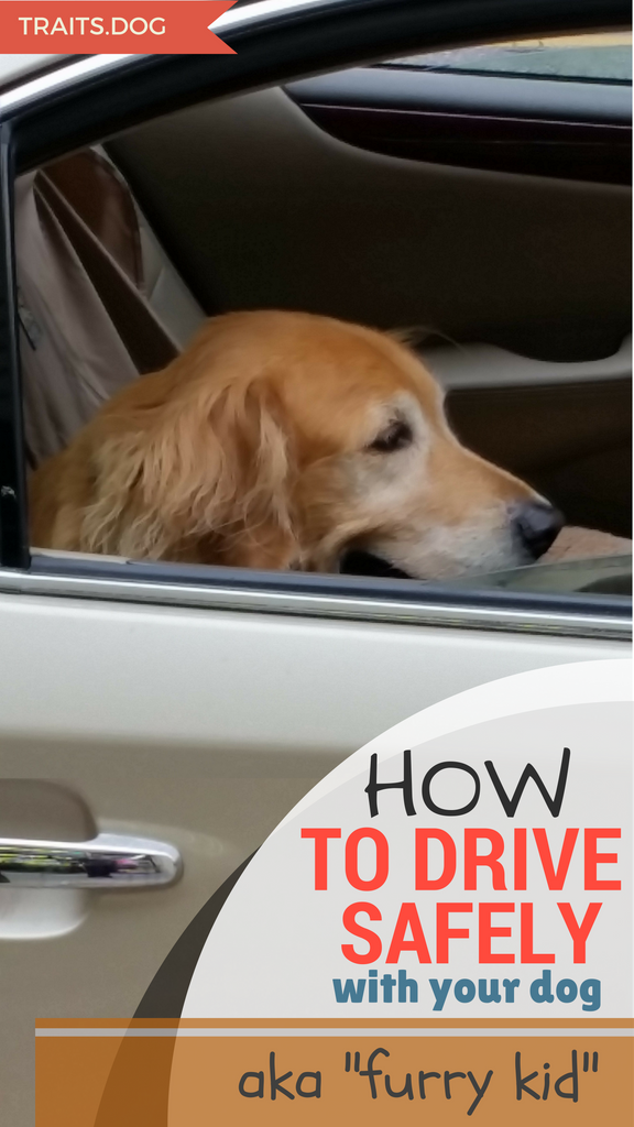 How to drive safely with your dog aka "furry kid" (part 2)