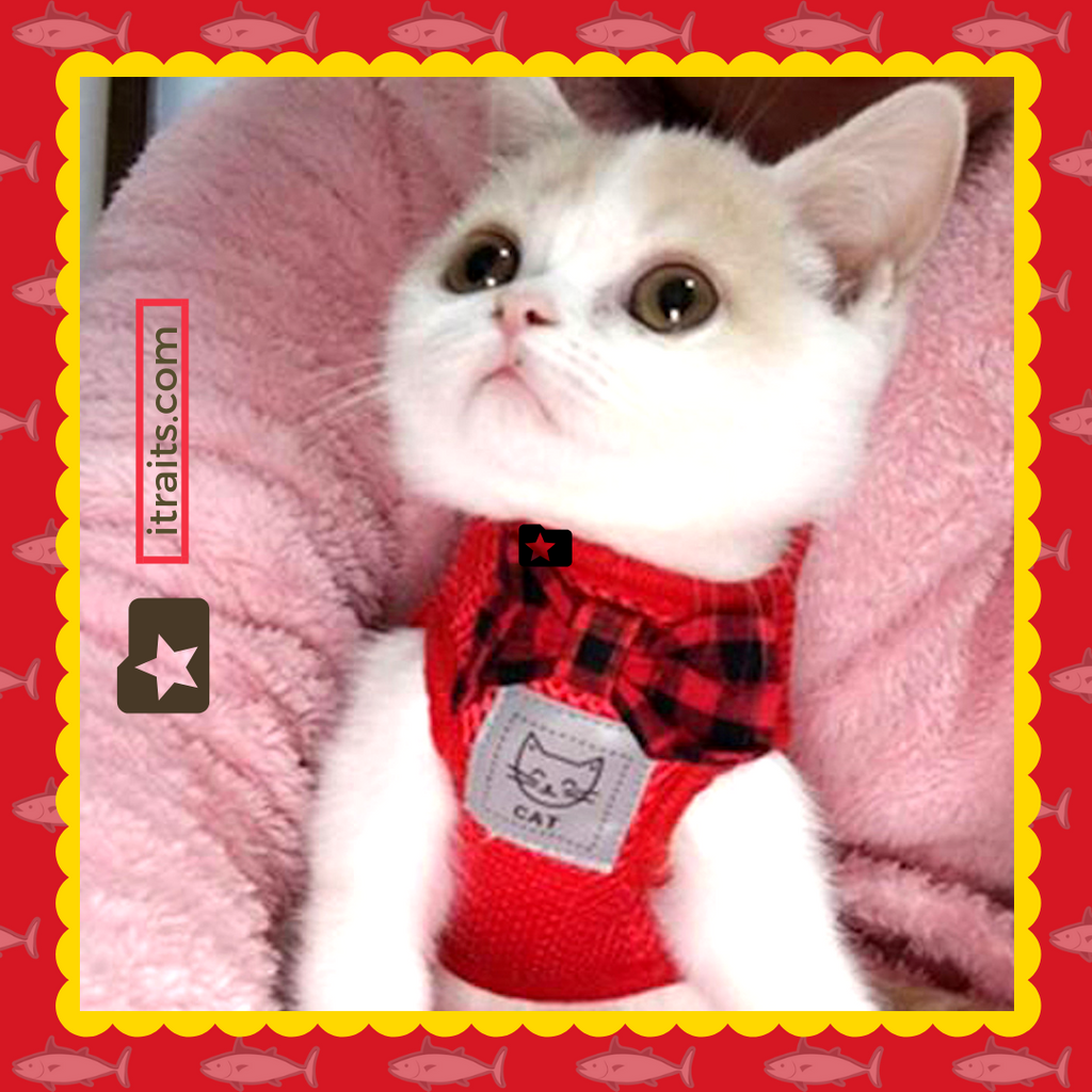 Cat Harness with Lead - Extra Soft Mesh with Quick-Release Buckle