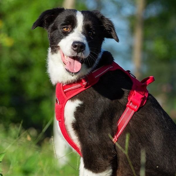 Well-constructed Reflective, Dual Clip Vest Dog's harness with Handle is made of premium quality, weatherproof materials and durable hardware. No Pull, No Choke - Safe, comfortable, convenient and durable for walking, running, hiking and riding in vehicles.