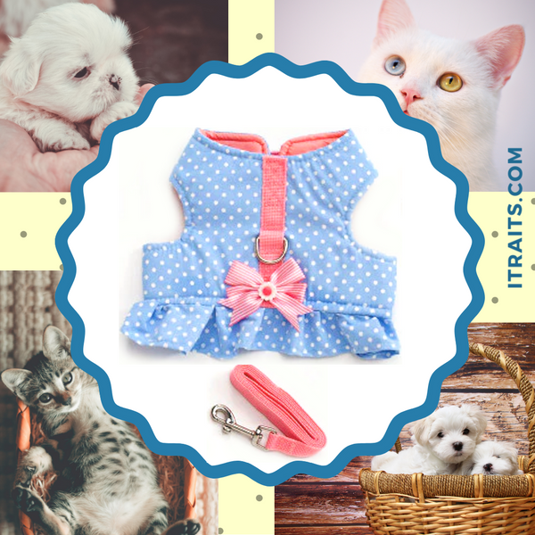 Sweet Pea - Soft Padded Vest Harness and Leash Set for Small Dog or Cat