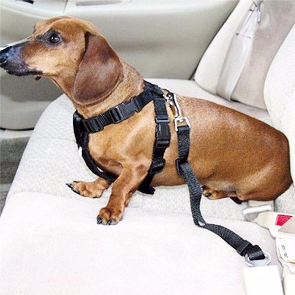 Pet Dog Seat Belt