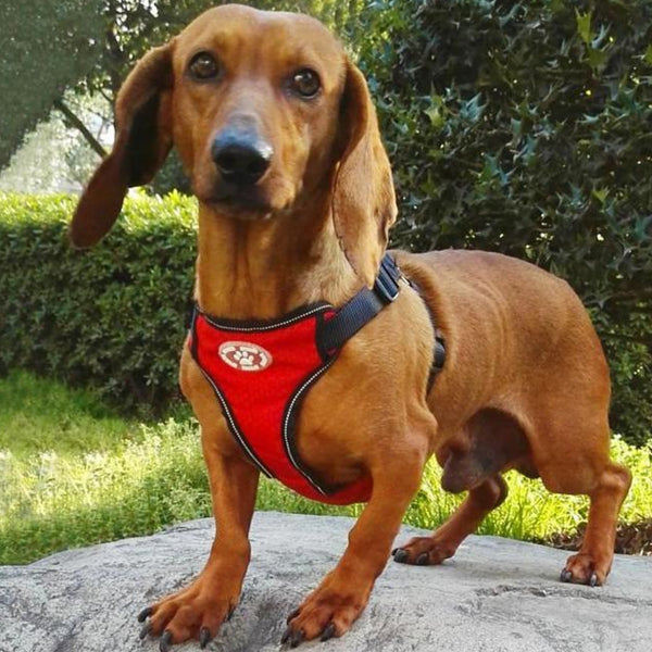 Well-constructed dog cat harness is made of premium quality, weatherproof materials and durable hardware. Safe, comfortable, convenient and durable for walking, running, hiking and riding in vehicles.