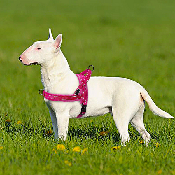 Reflective Dog or Cat Dual Clip Harness with Soft Handle - No-Pull, No-Choke, Soft Padded for medium to large breeds is shown on a English Bull Terrier.