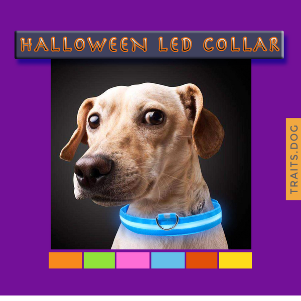 Light Me Up - LED Glow Adjustable Dog Cat Collar for Night Visibility