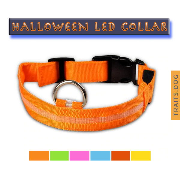 Light Me Up - LED Glow Adjustable Dog Cat Collar for Night Visibility