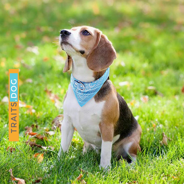 Classic American Paisley Dog Bandana Collar XX-Small to X-Large