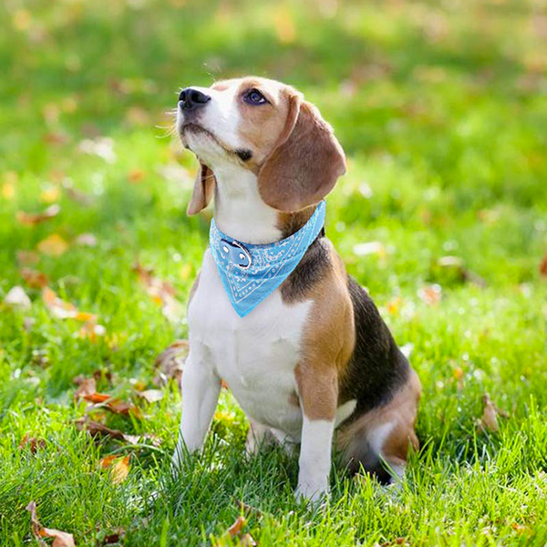 Classic American Paisley Dog Bandana Collar XX-Small to X-Large