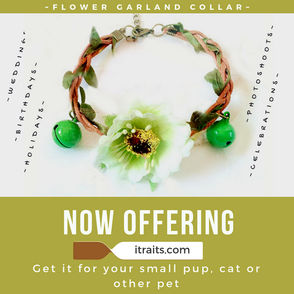 Flower Collar for Small Dog or Cat - Weddings, Birthdays and Holidays