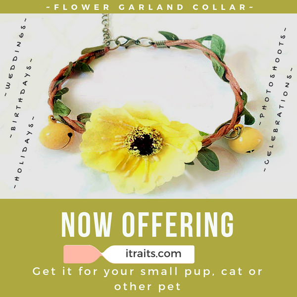 Flower Collar for Small Dog or Cat - Weddings, Birthdays and Holidays