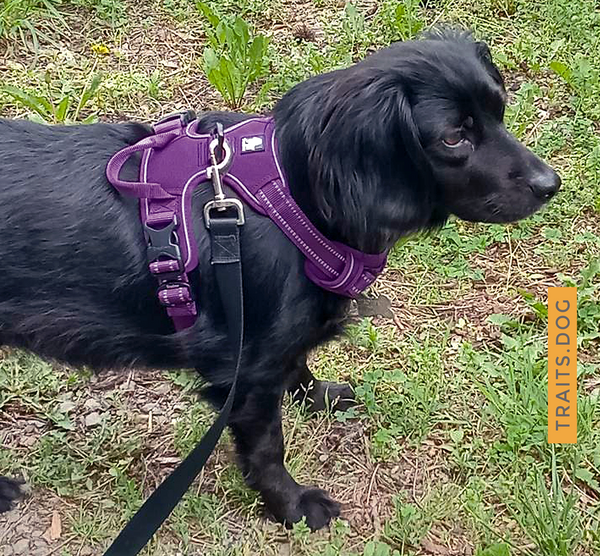 Dual Clip Dog Vest Harness with Handle and Leash - Reflective Weatherproof Harness for Larger Breeds, Dog Sport Harness