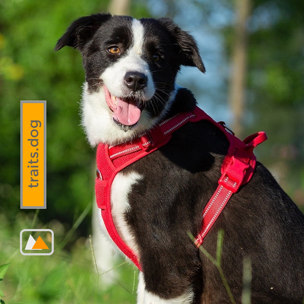 Well-constructed Reflective, Dual Clip Vest Dog's harness with Handle is made of premium quality, weatherproof materials and durable hardware. No Pull, No Choke - Safe, comfortable, convenient and durable for walking, running, hiking and riding in vehicles.