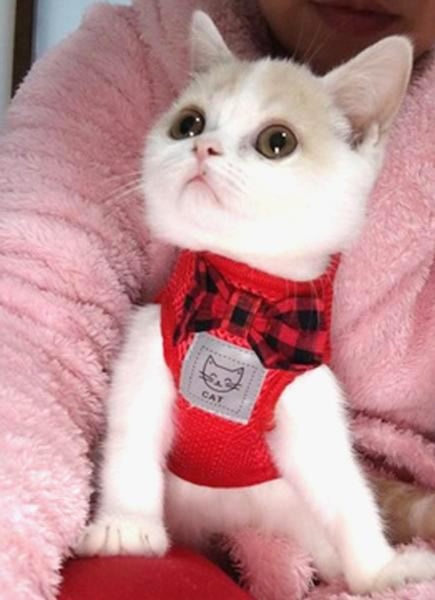 Kitty Galore - Cat Harness and Leash Set