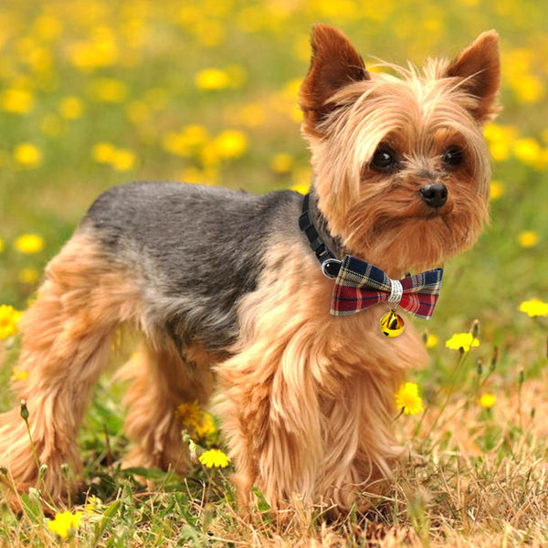 A beautifully handmade Classic Plaid Bowtie collar for your small dog, cat or other four-legged friend: perfect for special occasions, decorated with a cute bell, makes your pup pop at any celebration, wedding or get together.