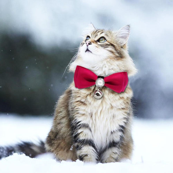 Handmade Satin Bowtie Dog Cat Collar with Pearls and Rhinestones. Makes your pup pop at any celebration, wedding or get together.