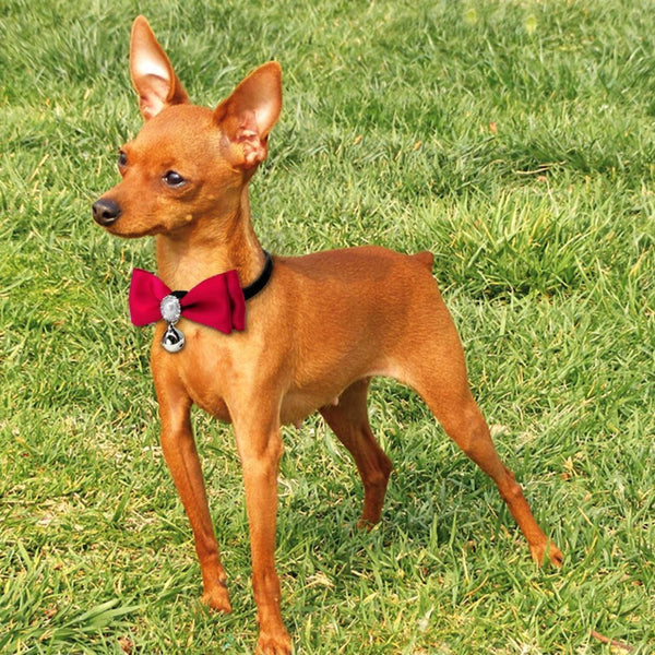 Handmade Satin Bowtie Dog Cat Collar with Pearls and Rhinestones. Makes your pup pop at any celebration, wedding or get together.