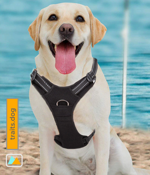 Well-constructed Reflective, Dual Clip Vest Dog's harness with Handle is made of premium quality, weatherproof materials and durable hardware. No Pull, No Choke - Safe, comfortable, convenient and durable for walking, running, hiking and riding in vehicles.