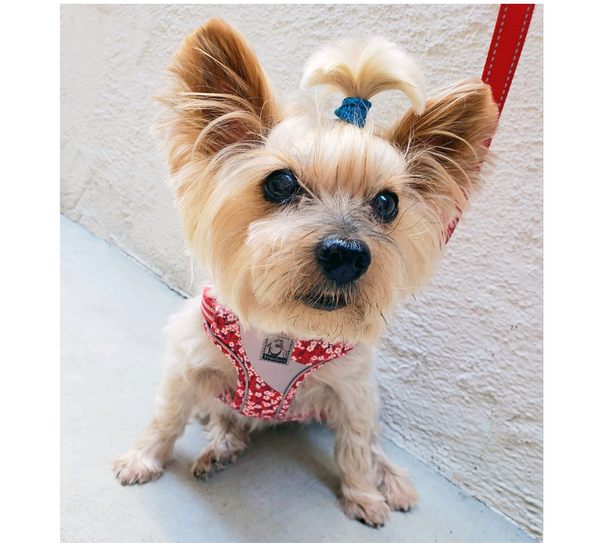 FlowerUp Your Pup - Reflective Dog Cat Vest Harness with Leash