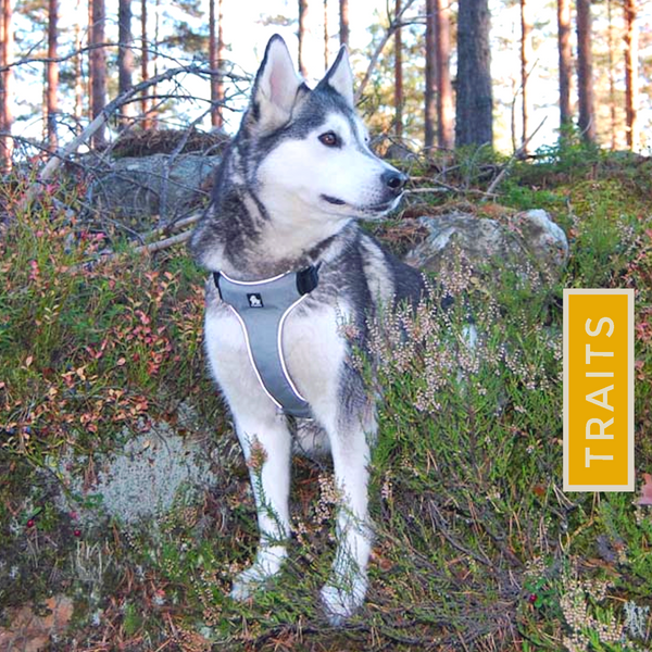 Good Day Every Day Set - Reflective Dog's Vest Harness and Leash for Larger Breeds