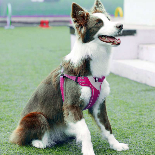 Well-constructed Reflective Dog's Vest Sport Vest Harness is made of premium quality, weatherproof materials and durable hardware. No pull, No choke - Safe, comfortable, convenient and durable for walking, running, hiking and riding in vehicles. NOT RECOMMENDED FOR DOGS UNDER 10 lbs.
