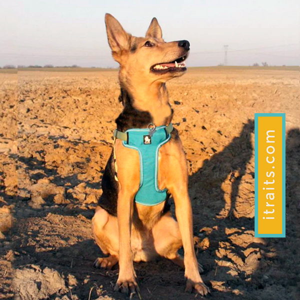 Good Day Every Day Set - Reflective Dog's Vest Harness and Leash for Larger Breeds
