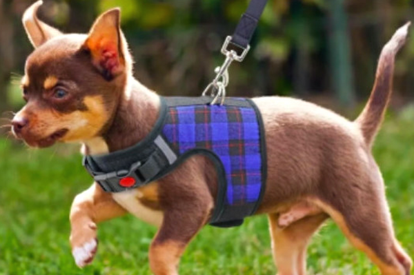 Super Soft with mesh lining this Naughty Plaid Vest Harness and Leash Set is made for Small Dog and Cat. Escape-proof buckle is for naughty wigglers. 
