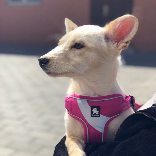 Well-constructed Reflective Dog's Vest Sport Vest Harness is made of premium quality, weatherproof materials and durable hardware. No pull, No choke - Safe, comfortable, convenient and durable for walking, running, hiking and riding in vehicles. NOT RECOMMENDED FOR DOGS UNDER 10 lbs.