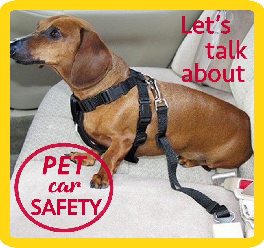 Protect the ones you love! Pet car safety - Part 1.
