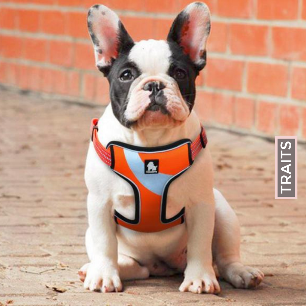 Dog Harness - No-Pull, Adjustable, Soft Padded with Reflective Stripe and Trim