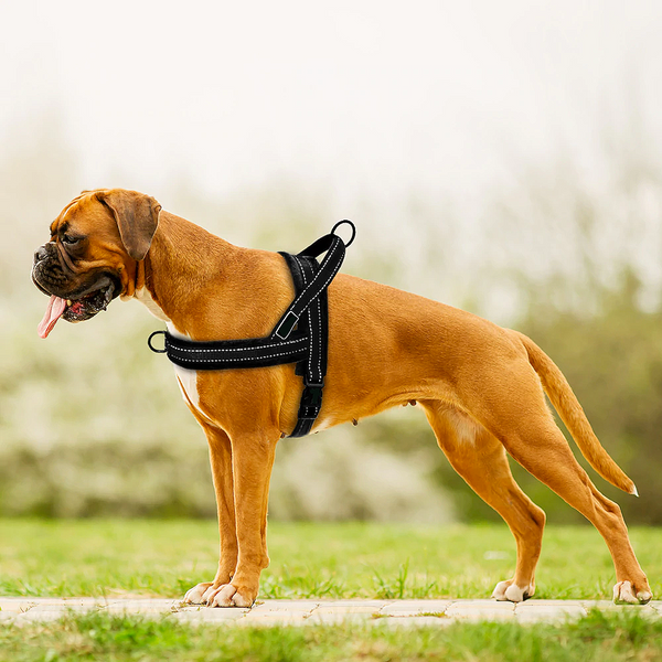 Reflective Dog's Dual Clip Harness with Soft Handle and Leash Set - No-Pull, No-Choke, Soft Padded with Reflective Trim and Soft Handle for medium to large breed.