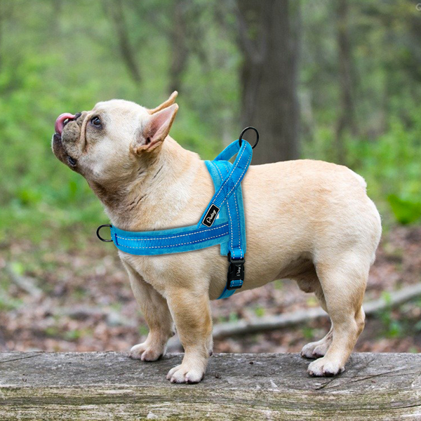 Reflective Dog or Cat Dual Clip Harness with Soft Handle - No-Pull, No-Choke, Soft Padded for medium to large breeds is shown on a Boston Terrier.