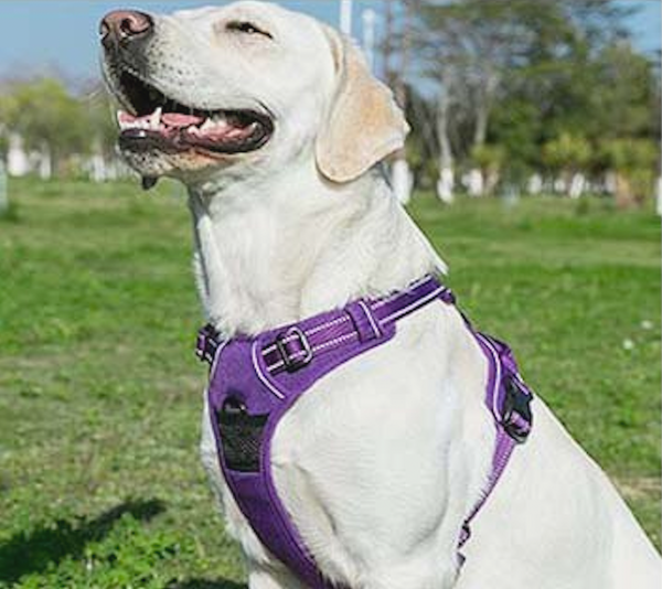 Dual Clip Dog Vest Harness with Handle and Leash - Reflective Weatherproof Harness for Larger Breeds, Dog Sport Harness