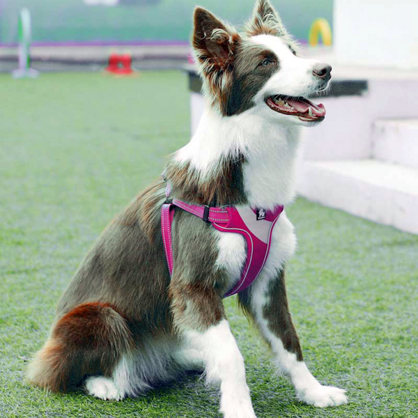Brite Vibes Set - Reflective Dog Vest Harness and Leash for Larger Breeds