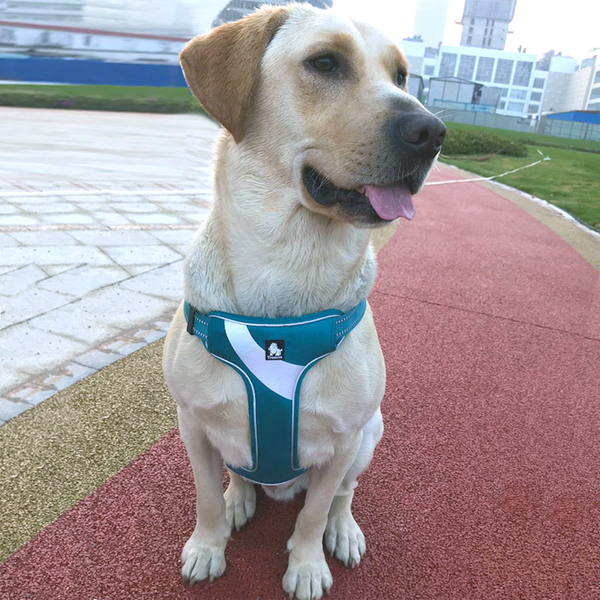 Brite Vibes Set - Reflective Dog Vest Harness and Leash for Larger Breeds